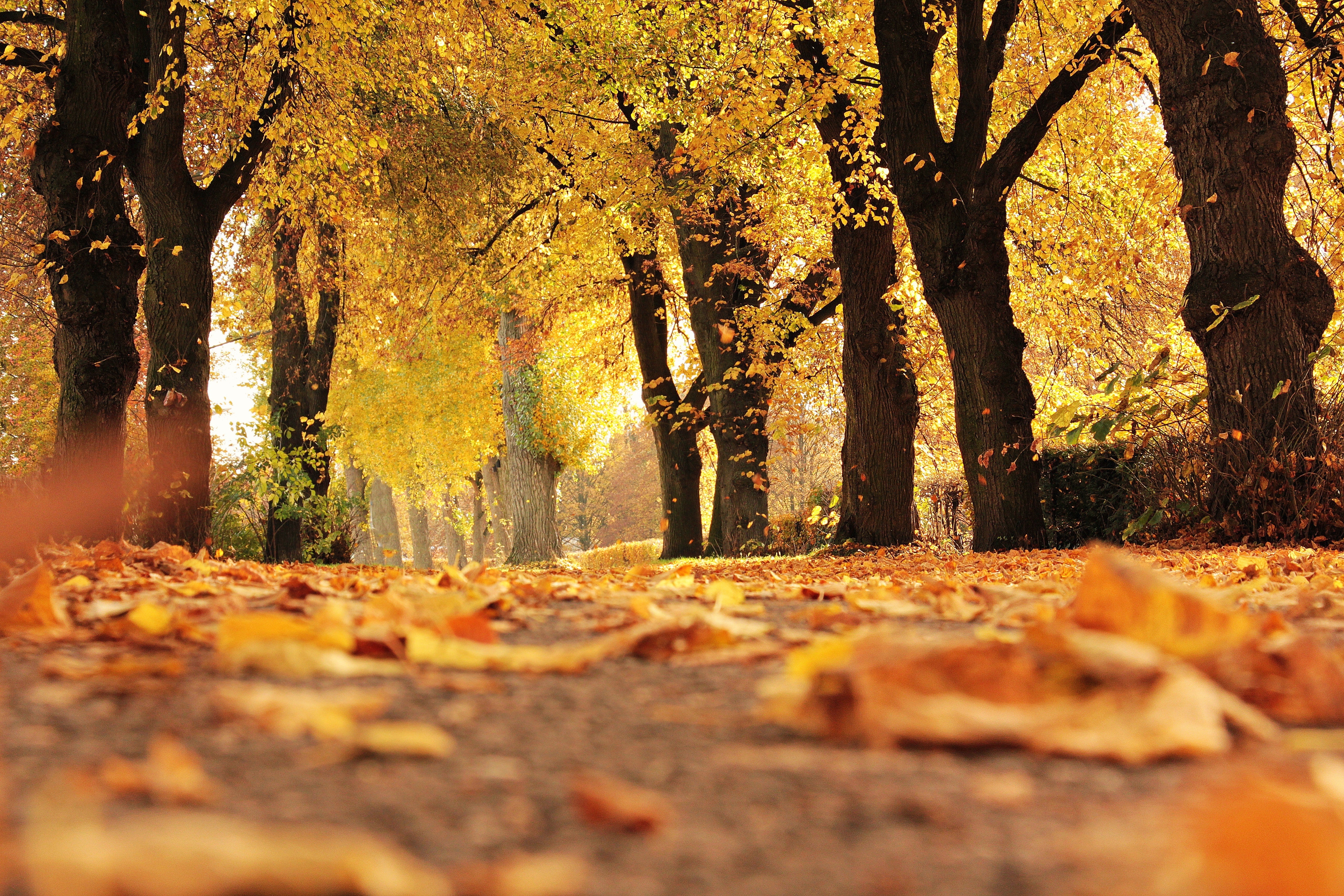 Irish Fall Favorites to Keep You Cozy