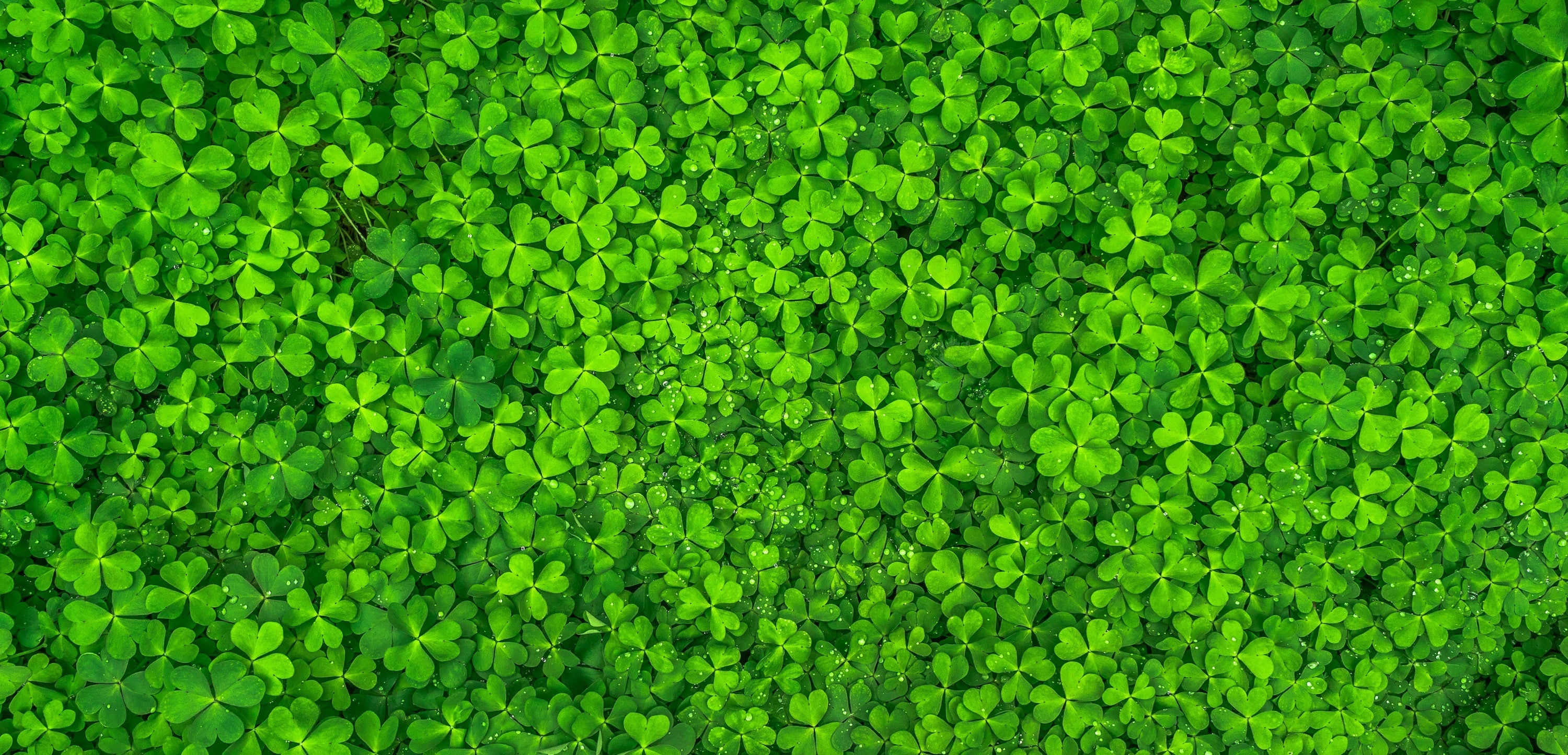 What I remember about St. Patrick's Day growing up in Ireland